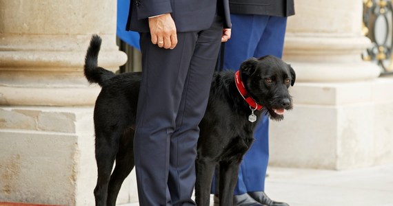 ​Prezydent Francji Emmanuel Macron przygarnął w weekend psa o imieniu Nemo, mieszańca labradora i gryfona, który wcześniej mieszkał w schronisku Towarzystwa Ochrony Zwierząt. W poniedziałek nowego lokatora Pałacu Elizejskiego zauważyli dziennikarze.