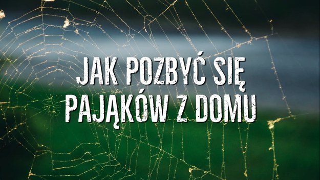 Pająki są w niemal każdym domu. Najczęściej niegroźne, pojawiają się w różnych zakamarkach - i nie ma w tym nic dziwnego, nawet w często sprzątanych pomieszczeniach mogą pojawiać się te niewielkie stworzonka. To jednak nie kwestia naszego niedbalstwa, pająki po prostu ściągają do naszych domów z kilku błahych powodów. Co zrobić, by więcej już nie pojawiały się w naszych domach, nie wywołując niepotrzebnych ataków arachnofobii? Zobaczcie nasz sposób!