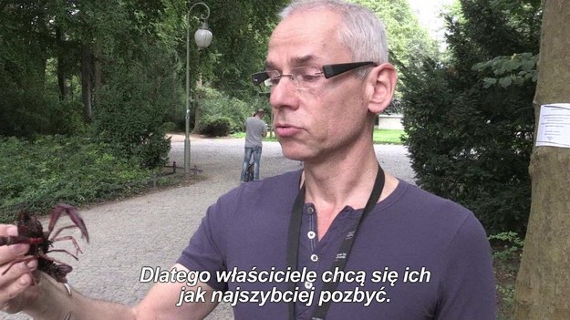 W centrum Berlina pojawiły się raki luizjańskie. To już prawdziwa plaga. Raki pochodzą z Ameryki Północnej oraz Meksyku. Do Niemiec trafiły zapewne dzięki prywatnym hodowcom, którzy znudzeni opieką nad kłopotliwym zwierzęciem, wypuszczają je do parkowych stawów i zbiorników wodnych. Tymczasem raki niszczą roślinność, mogą być także niebezpieczne dla ludzi. 