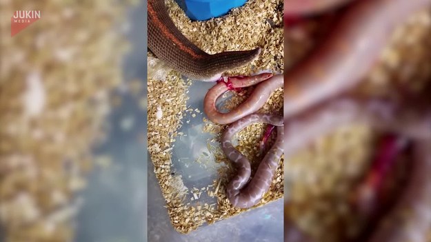 Trzy zdrowe małe węże boa właśnie przyszły na świat. Jak przebiegł poród? Dzięki temu rzadkiemu nagraniu można zobaczyć to na własne oczy. Niesamowite!