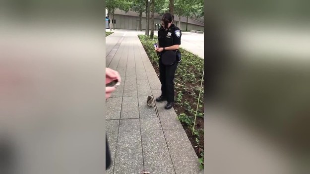 To się nazywa przyjaźń ponad gatunkami i podziałami. Mała wiewiórka z Nowego Jorku zaprzyjaźniła się z policjantką, która karmi ją orzechami.