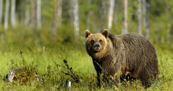 Przez dobre cztery godziny policjanci gonili niedźwiedzia brunatnego w mieście Humenne na wschodzie Słowacji, starając się go przepędzić z centrum. Rzecznik policji poinformował, że w końcu miś pobiegł do pobliskiego lasu.
