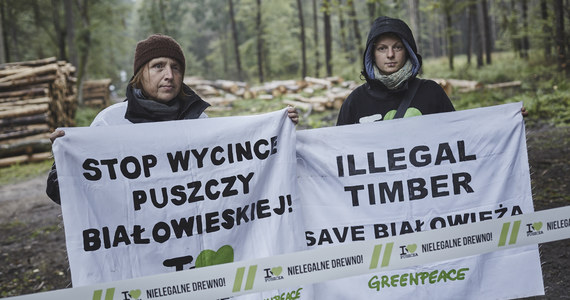 Aktywiści Greenpeace z kilkunastu państw powrócili do nadleśnictwa Białowieża, by kontynuować blokadę wywozu drewna. Tym samym rozpoczęli piąty dzień blokady, która rozpoczęła się we wtorek 29 września i została czasowo zawieszona na czas weekendu, gdy nie prowadzono prac leśnych.