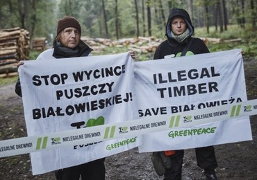 Aktywiści Greenpeace rozpoczęli piąty dzień blokady w Nadleśnictwie Białowieża