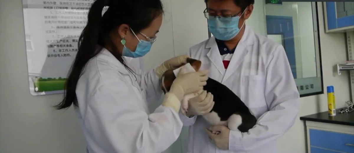 Longlong – tak nazywa się pierwszy w historii pies, sklonowany za pomocą technologii edycji genów. Urodził się w maju w pekińskim laboratorium Sinogene. Mi Jidong – szef projektu - ma nadzieję na wprowadzenie rewolucyjnych technologii wykorzystanych przy tym przedsięwzięciu na skalę komercyjną. Laboratorium przygotowuje trzy usługi: „New born” - odtworzenie zmarłego zwierzęcia z wykorzystaniem jego DNA, „Hope” - zachowanie DNA zmarłych zwierząt oraz „Creativity” - ulepszanie genów zwierząt.