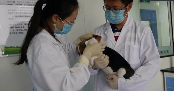 Longlong – tak nazywa się pierwszy w historii pies, sklonowany za pomocą technologii edycji genów. Urodził się w maju w pekińskim laboratorium Sinogene. Mi Jidong – szef projektu - ma nadzieję na wprowadzenie rewolucyjnych technologii wykorzystanych przy tym przedsięwzięciu na skalę komercyjną. Laboratorium przygotowuje trzy usługi: „New born” - odtworzenie zmarłego zwierzęcia z wykorzystaniem jego DNA, „Hope” - zachowanie DNA zmarłych zwierząt oraz „Creativity” - ulepszanie genów zwierząt.
