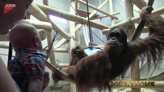 Podczas wizyty w zoo, rodzina podeszła do wybiegu z orangutanem. Kiedy przystawili dziecko bliżej szyby, by ten mógł zobaczyć małpę stało się coś niesamowitego. Zwierzę przybliżyło się, by posłać całusa maluchowi. 