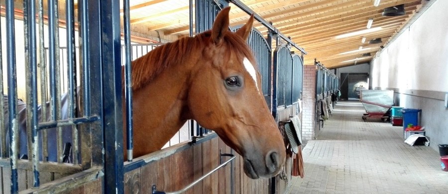 To pierwsza w Polsce aukcja koni arabskich czystej krwi, oferująca klacze i ogiery zarówno polskich, jak i zagranicznych wystawców. W sercu Małopolski - Michałowicach pod Krakowem - na terenie Klubu Jazdy Konnej "Szary" rozpoczęły się dziś po południu II Krakowski Pokaz Koni Arabskich i Międzynarodowa Aukcja Koni Arabskich!
