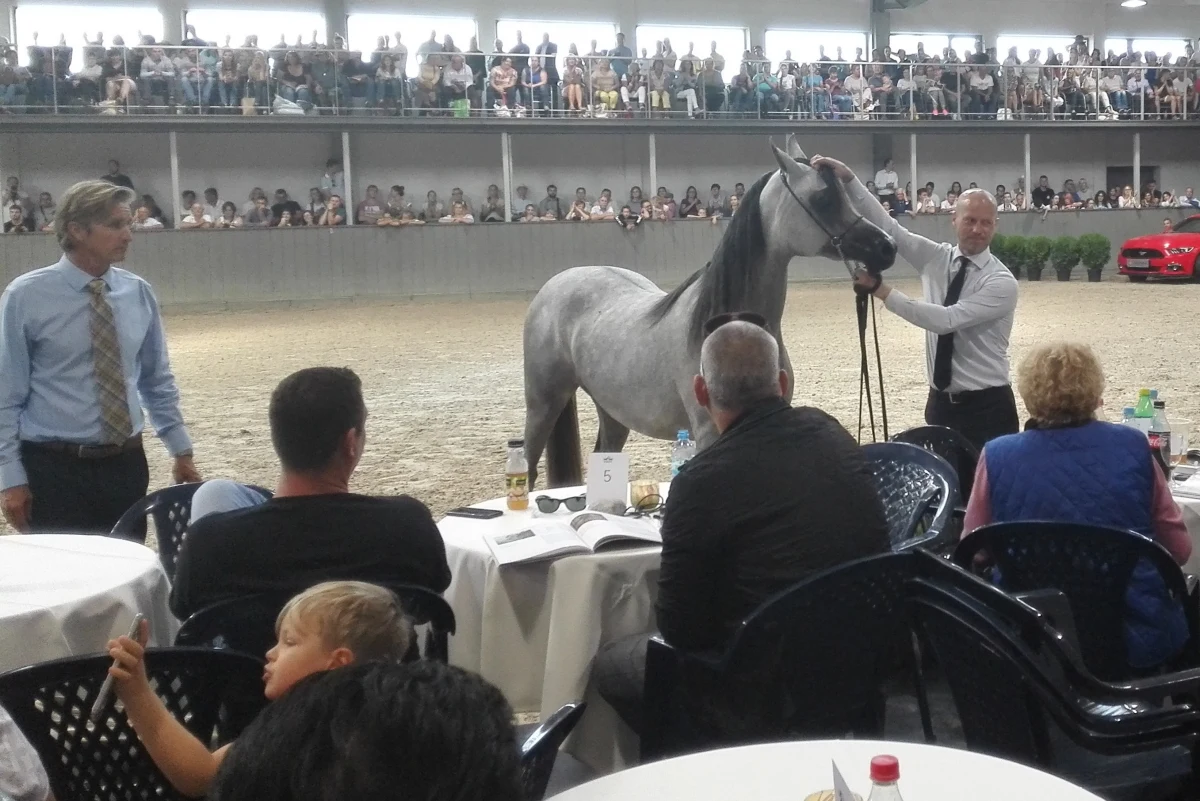 Za 73 tysiące euro sprzedano 8 koni na Krakowskiej Aukcji Koni Arabskich w małopolskich Michałowicach. Najdroższa klacz, Gaja Wenus, została sprzedana za 12 tysięcy euro właścicielowi z Portugalii.