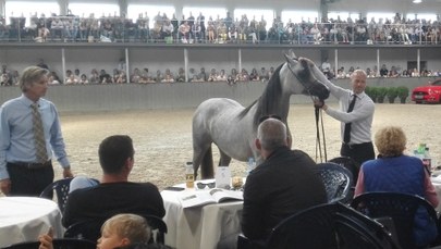 Krakowska Aukcja Koni Arabskich zakończona. Sprzedano 8 koni