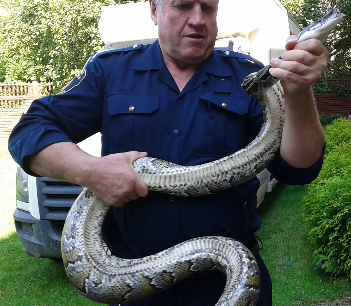 Około 2,5-metrowego pytona tygrysiego znalazł w swoim ogródku w czasie prac porządkowych właściciel jednej z posesji we Włochach pod Warszawą. O pomoc poprosił strażników z warszawskiego Ekopatrolu 