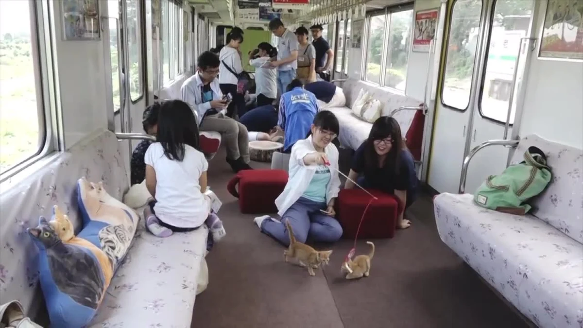 Przez Japonię przejechał pociąg z wyjątkową atrakcją – kocią kawiarnią. Twórcy kawiarni chcą w ten sposób nakłonić do przygarnięcia bezdomnych zwierzaków. Pociąg pokonał trasę ze stacji Yoro do stacji Ikeno. Podróż trwała 2,5 godziny. Inicjatywa spotkała się z pozytywną reakcją i już planowane są kolejne kursy pociągów z kocimi kawiarniami.