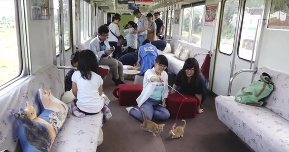 Przez Japonię przejechał pociąg z wyjątkową atrakcją – kocią kawiarnią. Twórcy kawiarni chcą w ten sposób nakłonić do przygarnięcia bezdomnych zwierzaków. Pociąg pokonał trasę ze stacji Yoro do stacji Ikeno. Podróż trwała 2,5 godziny. Inicjatywa spotkała się z pozytywną reakcją i już planowane są kolejne kursy pociągów z kocimi kawiarniami.