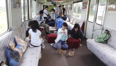 Kocia kawiarnia w japońskim pociągu
