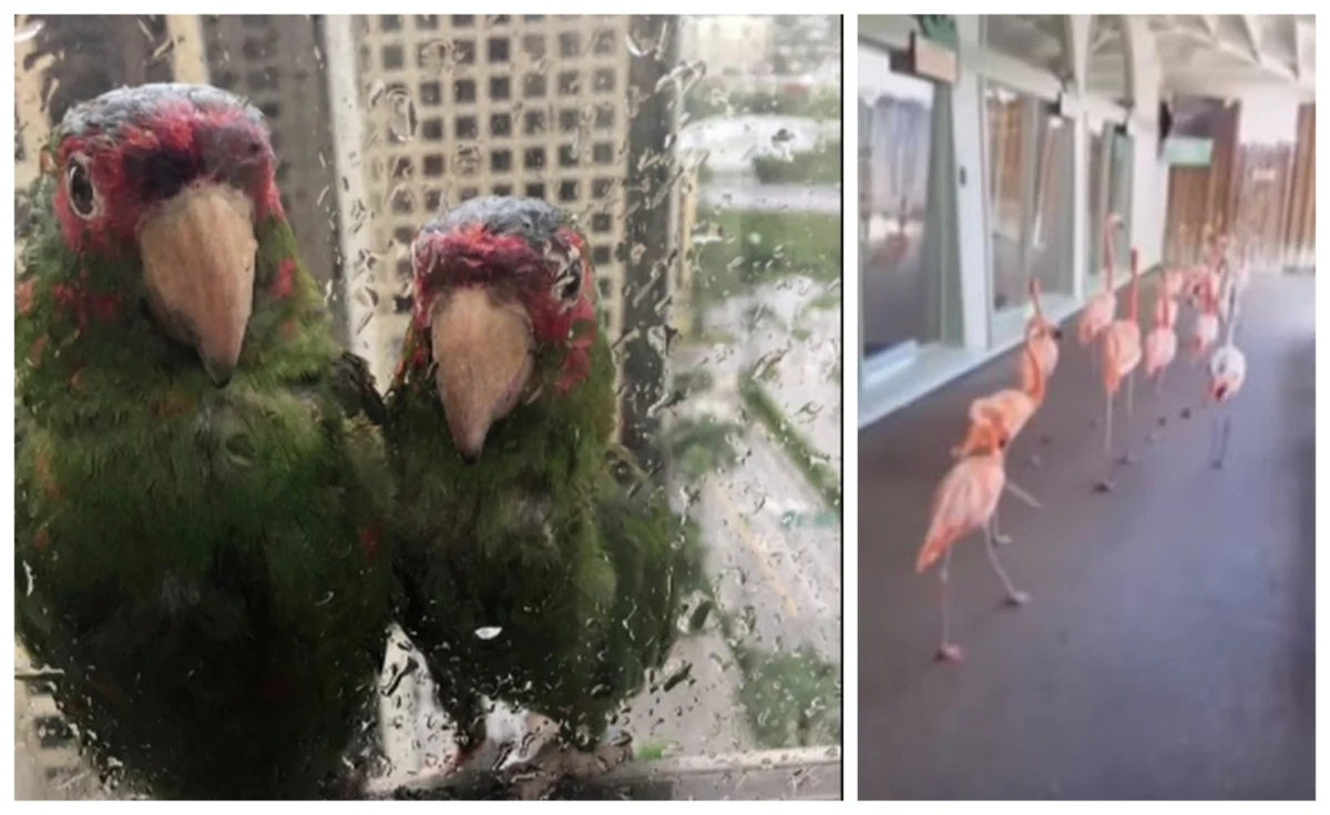 Co najmniej 40 miliardów dolarów – na tyle szacowane są wstępne straty po przejściu huraganu Irma przez Florydę. Chodzi tu tylko o ubezpieczone obiekty. Z powodu huraganu ze stanu ewakuowało się ok. 6 mln osób. Przed żywiołem uciekały też zwierzęta. 