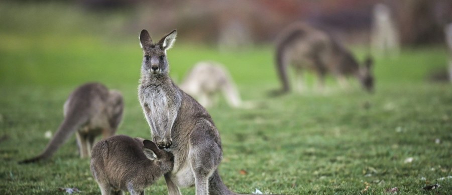 ​Eksperci ostrzegają, że liczba dzikich kangurów w Australii doszła do niebezpiecznie wysokich poziomów. Zachęcają więc Australijczyków do tego, by... jedli więcej kangurzego mięsa.