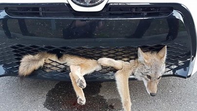 Nietypowy pasażer na gapę. Przejechała ponad 30 km z kojotem w zderzaku