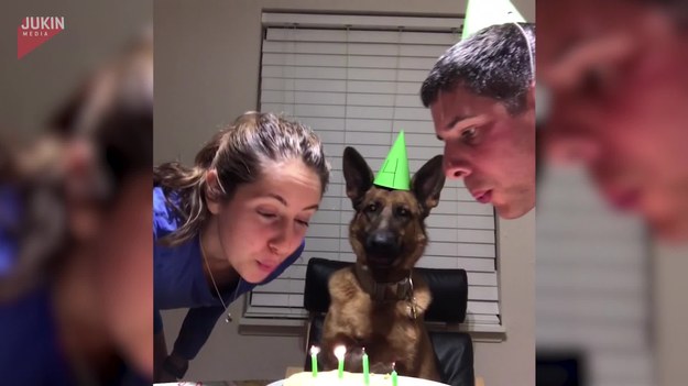 Para postanowiła zrobić coś specjalnego dla swojego pupila, który obchodził 4 urodziny. Wyprawili mu imprezę urodzinową, w której nie zabrakło odśpiewania sto lat oraz ciasta. 