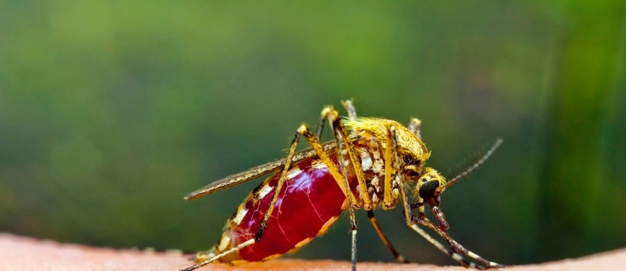 ​W Rzymie i stołecznym regionie Lacjum rośnie zaniepokojenie z powodu 27 stwierdzonych dotąd przypadków zachorowań wywołanych wirusem chikungunya przenoszonym przez tzw. komary tygrysie. Objawy tej choroby przypominają grypę, a charakteryzuje ją bardzo wysoka gorączka.