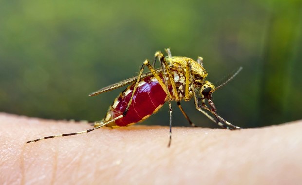 ​W Rzymie i stołecznym regionie Lacjum rośnie zaniepokojenie z powodu 27 stwierdzonych dotąd przypadków zachorowań wywołanych wirusem chikungunya przenoszonym przez tzw. komary tygrysie. Objawy tej choroby przypominają grypę, a charakteryzuje ją bardzo wysoka gorączka.