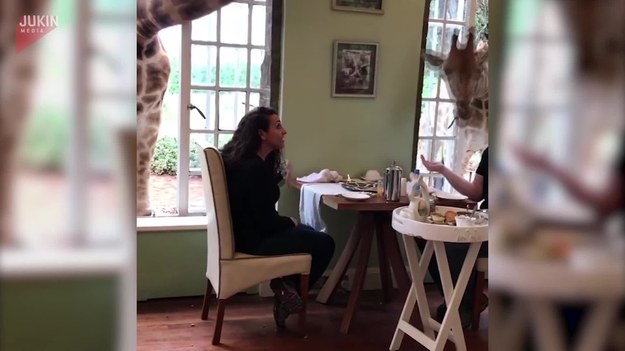 Nowożeńcy spędzali swoją podróż poślubną w Kenii. Właśnie jedli śniadanie, kiedy z zewnątrz dołączyła do nich kolejna para. Para żyraf, które zaczęły podjadać im z talerza. 