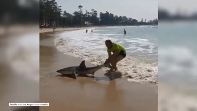 Wciągnął rekina do wody. Niebezpieczny wyczyn na plaży w Australii
