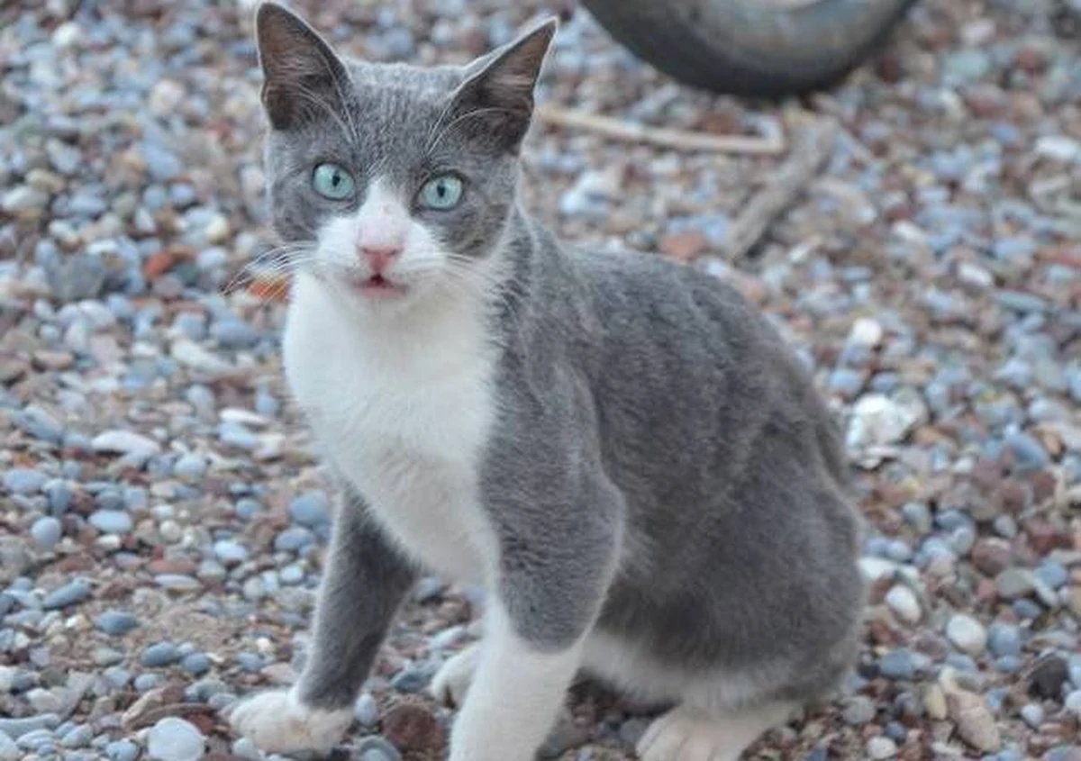 Czy starsi mężczyźni mają wielkie uszy; czy koty są płynem; jak kontakt z krokodylem wpływa na skłonność do hazardu - to niektóre tematy badań nagrodzone Ig Noblami, przyznawanymi za ekscentryczne odkrycia i dokonania naukowe. Nagrody wręczono po raz 27. w USA.