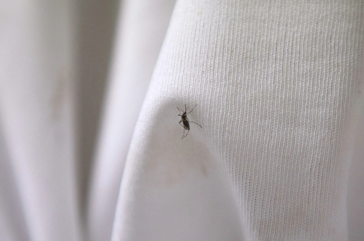 Do 47 wzrosła w Rzymie i stołecznym regionie Lacjum liczba zachorowań wywołanych wirusem chikungunya, który jest przenoszony przez tzw. komary tygrysie. Po prewencyjnym wstrzymaniu oddawania krwi w centrum Włoch przysyłana jest ona z całego kraju - podały media.