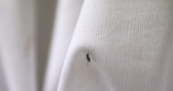 Do 47 wzrosła w Rzymie i stołecznym regionie Lacjum liczba zachorowań wywołanych wirusem chikungunya, który jest przenoszony przez tzw. komary tygrysie. Po prewencyjnym wstrzymaniu oddawania krwi w centrum Włoch przysyłana jest ona z całego kraju - podały media.