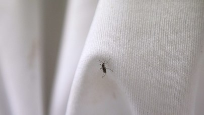 Włochy: Już blisko 50 osób zarażonych wirusem chikungunya