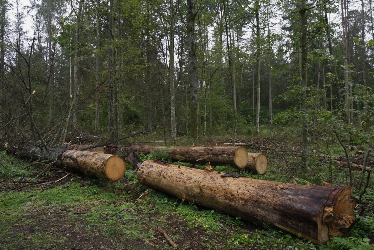 Polska przekaże w piątek Trybunałowi Sprawiedliwości UE odpowiedź na wniosek Komisji Europejskiej o nałożenie kar w związku z niezastosowaniem się do zakazu wycinki - ustaliła dziennikarka RMF FM Katarzyna Szymańska - Borginon. Jeżeli Polska nie zgłosi, że wycofuje się z wycinki, to już w przyszłym tygodniu Trybunał może ogłosić wysokość dziennych kar dla Polski. 