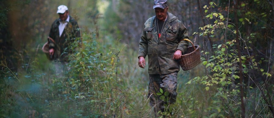 30-letni grzybiarz z Czarkowa na Śląsku szczęśliwie odnaleziony. Mężczyzna spędził w lesie dwa dni. To trzecia od piątku osoba, która zgubiła się w śląskich lasach szukając grzybów.