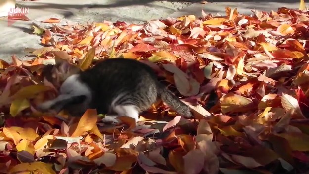Nikt nie kocha tak liści, jak ten kot z nagrania. Wariuje na ich widok. 