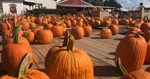 Dziś zapraszam Was na kolejną farmę. A że w USA ruszył właśnie sezon na dynie, to wybrałem taką, na której można kupić dynie. Amerykanie kochają farmy - mówiłem Wam już o tym, kiedy wiosną pokazywałem farmę z truskawkami. To - można powiedzieć - taka odskocznia dla mieszkańców wielkich miast, którzy w weekendy wsiadają do samochodów i całymi rodzinami odwiedzają amerykańską prowincję. Wybór jest spory i jest w czym wybierać. Za wstęp na niektóre farmy trzeba zapłacić. Na inne nie. Są atrakcje dla dzieci. Najważniejsze jest jednak to, że każdy może sam zerwać sobie owoce czy warzywa. Płaci za nie więcej ale wie, że dojrzewały na drzewie czy krzaczku. Jesienią najpopularniejsze są właśnie farmy dyniowe.