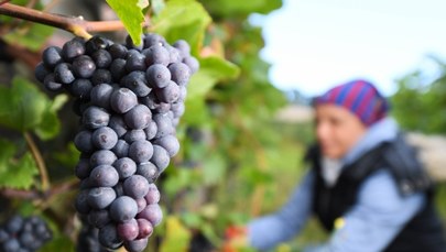 Włoscy rolnicy skarżą się na plagę kradzieży. "Nikt nie śpi, trzeba pilnować upraw"