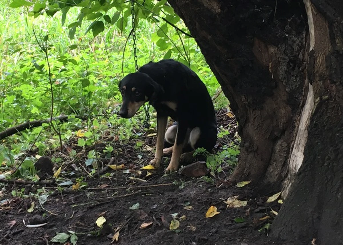 Przypiętego do drzewa na 1,5-metrowym łańcuchu psa znaleziono nad Wisłą w Warszawie. Kundelek był zaniedbany i bał się ludzi. Zaopiekowali się nim strażnicy miejscy z Ekopatrolu, którzy przewieźli go do schroniska "Na Paluchu".