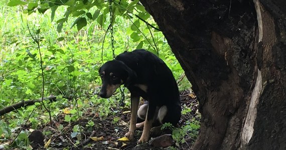 Przypiętego do drzewa na 1,5-metrowym łańcuchu psa znaleziono nad Wisłą w Warszawie. Kundelek był zaniedbany i bał się ludzi. Zaopiekowali się nim strażnicy miejscy z Ekopatrolu, którzy przewieźli go do schroniska "Na Paluchu".