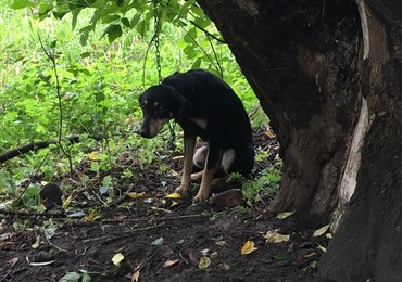 Ktoś przywiązał psa łańcuchem do drzewa. "Kulił się ze strachu"