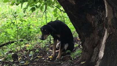 Ktoś przywiązał psa łańcuchem do drzewa. "Kulił się ze strachu"