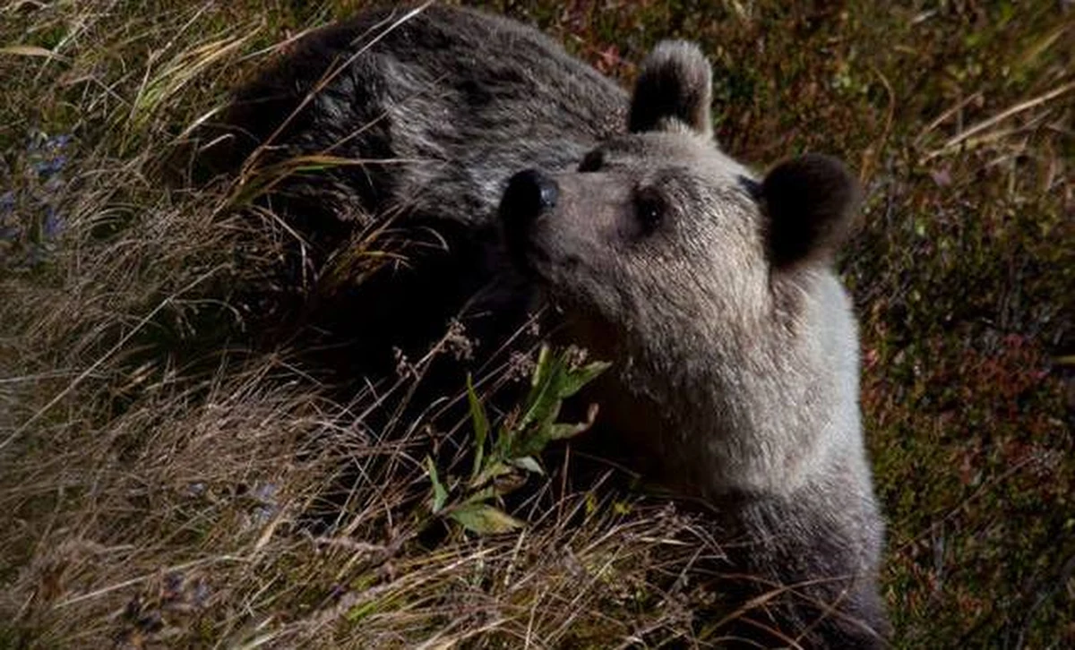 Niedźwiedzica z trójką młodych odwiedziła mieszkańców ulicy Bogdańskiego w Zakopanem. Także Słowacy skarżą się, że niedźwiedzie coraz częściej odwiedzają ich miasta i to już nie tylko u podnóża Tatr, ale też w głębi kraju. Twierdzą, że może to być zapowiedź srogiej i wczesnej zimy. "To nie wczesna zima, a źle zabezpieczone śmieci sprowadzają niedźwiedzie do miasta" – mówi w rozmowie z reporterem RMF FM Filip Zięba z Tatrzańskiego Parku Narodowego.