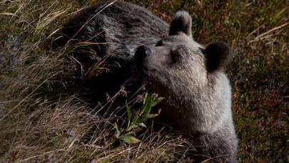 Niedźwiedzica z trójką młodych w Zakopanem. "Przebieraliśmy grzybki, słyszę rumor"