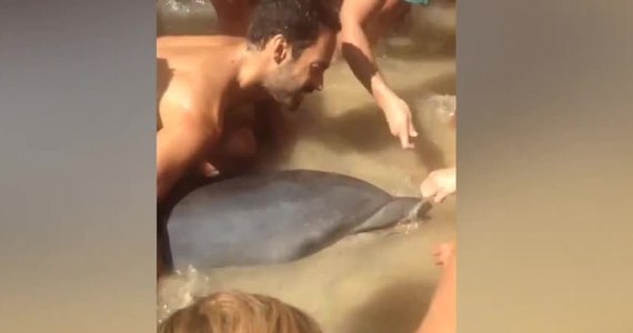 Na jednej z hiszpańskich plaż nad Atlantykiem w Kadyksie grupa plażowiczów pomogła delfinowi wydostać się na wolność. Wodny ssak został złapany w sieć rybacką, ale dzięki pomocy ludzi udało mu się bezpiecznie wrócić na szerokie wody.