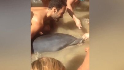 Delfin zaplątał się w sieć rybacką. Pomogli mu plażowicze