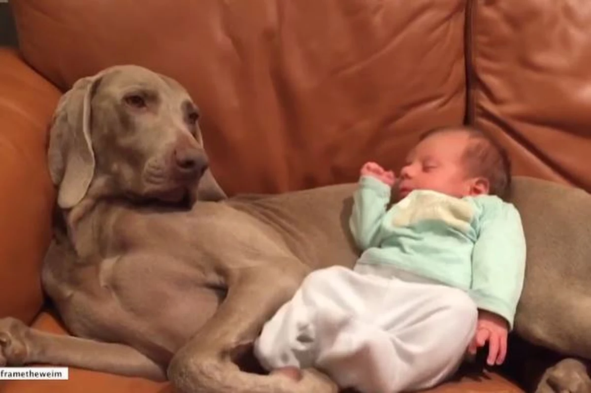 W sieci pojawiło się nagranie, na którym widać malucha drzemiącego w objęciach psa. Brzuch czworonoga wydał się idealny na poduszkę. Ale czy na pewno... Z jednej strony widok jest naprawdę słodki, ale z drugiej, kto z Was zdecydowałby się postąpić tak jak rodzice tego maleństwa?