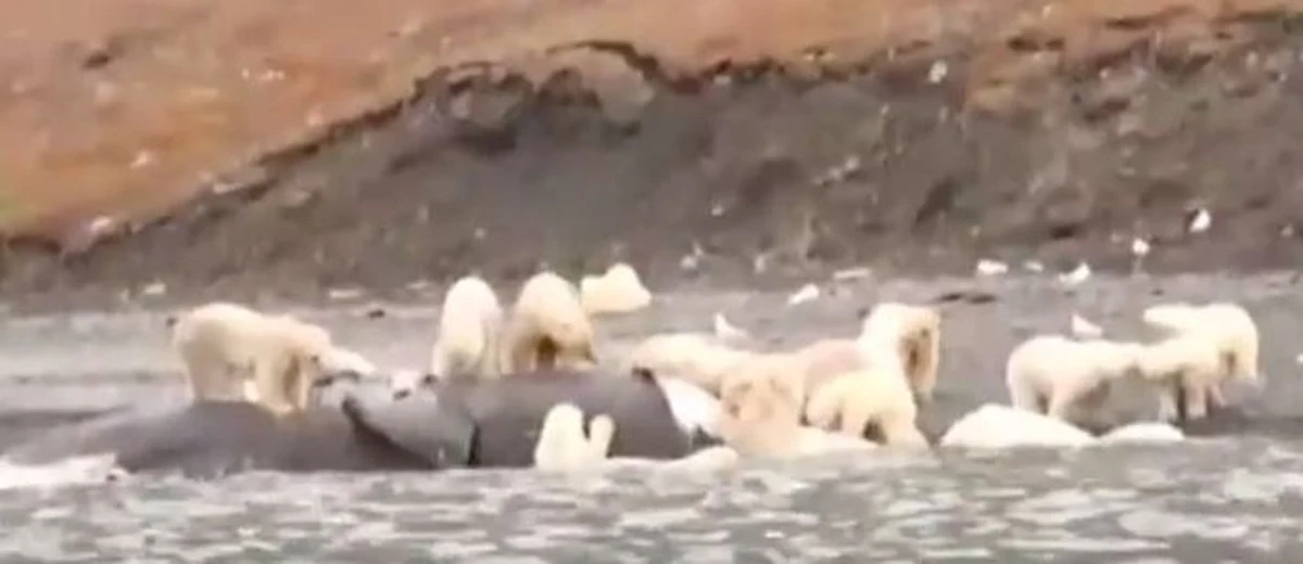 W Czukotce, na wyspie Wrangla, 230 białych niedźwiedzi zwabił... martwy wieloryb. Takiego skupiska drapieżników nie obserwowano od lat.