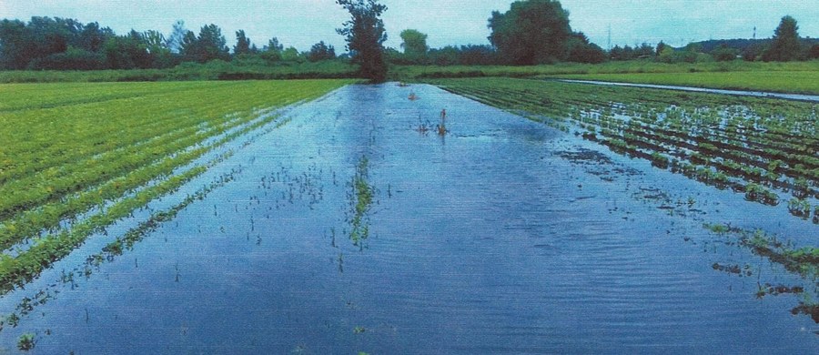 Przez ulewne deszcze w lecie stracili wszystko. Rolnicy, które swoje pola mają na Wyspie Puckiej w Szczecinie, zostali bez środków do życia. Do zapłacenia mają zaległe czynsze dzierżawy. Proszą o pomoc władze miasta.