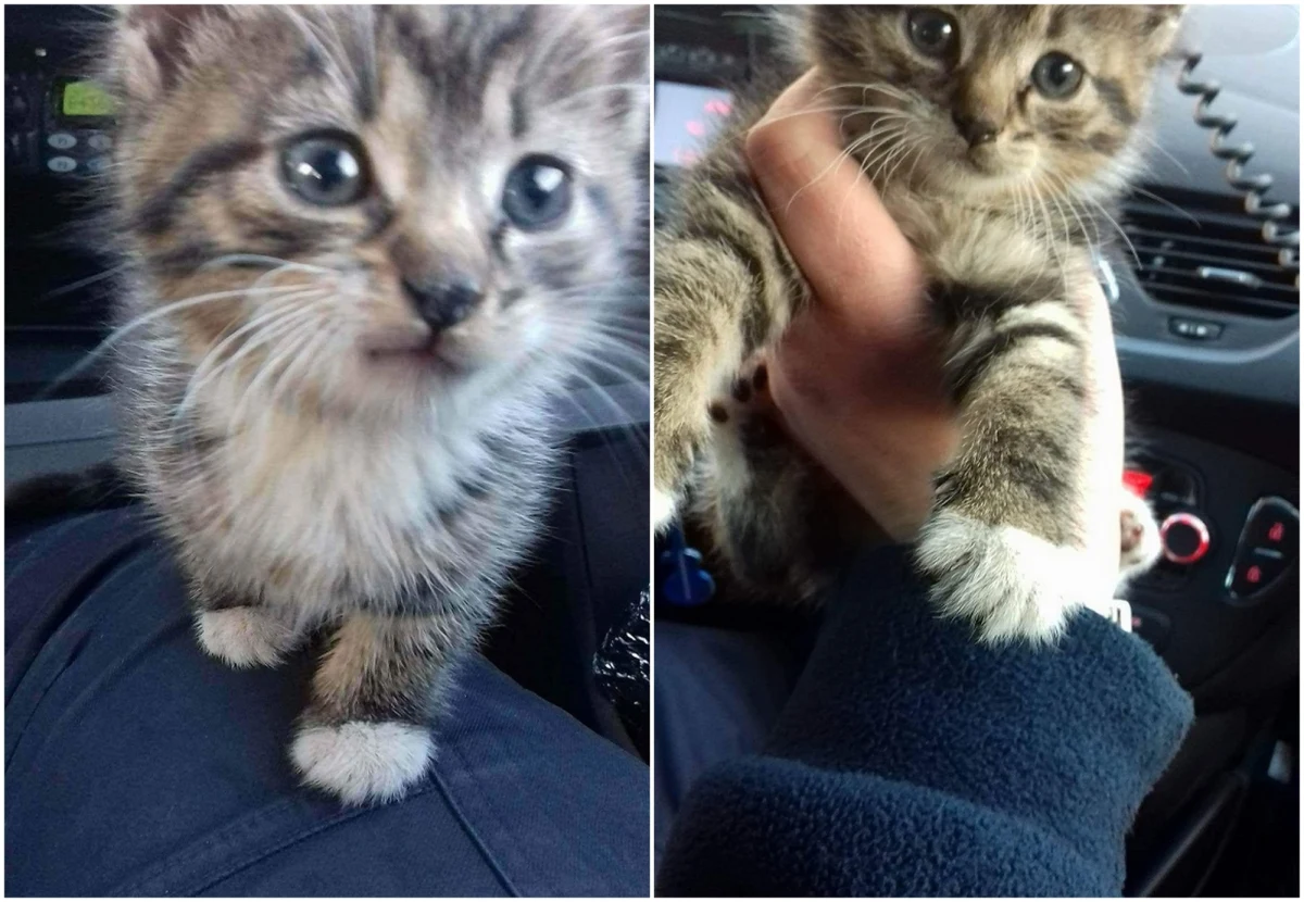 Ktoś zadzwonił na policję w Ostródzie w woj. warmińsko-mazurskim z informacją, że pod maską stojącego na osiedlu samochodu znajduje się jakieś zwierzę. Jak się okazało, był to mały kotek. Uratowany futrzak nie trafił do schroniska dla zwierząt. Od razu został adoptowany przez jednego z funkcjonariuszy. 