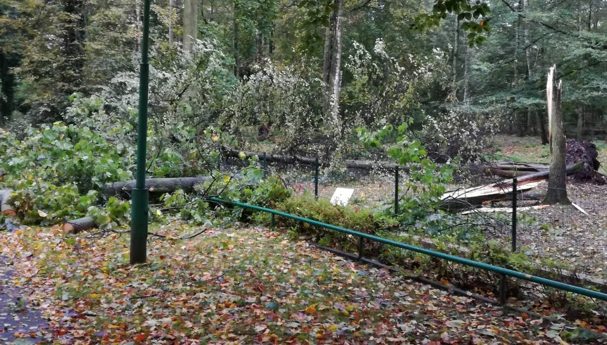 W trakcie wichury żadnemu ze zwierząt nic się nie stało, ale straty są ogromne - powiedziała dyrektorka poznańskiego zoo Ewa Zgrabczyńska. Z powodu usuwania skutków nawałnicy ogród zoologiczny został zamknięty do odwołania. 