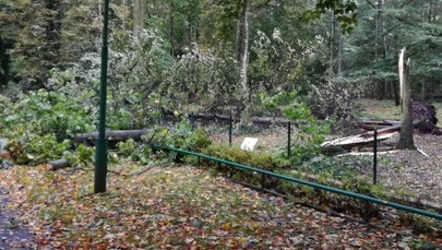 Poznańskie zoo zniszczone po wichurach. "Wszystkie zwierzęta były przerażone"