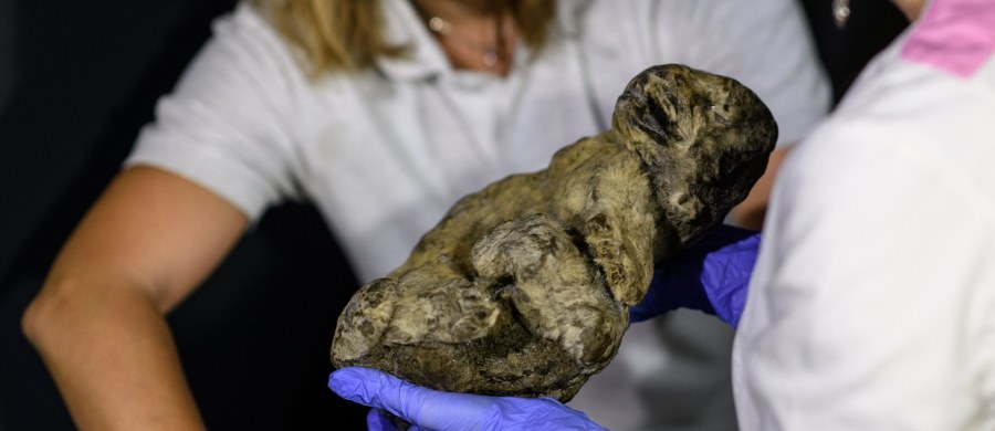 ​Do Muzeum Historii Naturalnej w Wiedniu trafiły mające ponad 12 tys. lat zmumifikowane zwierzęta. Wśród nich dwa odnalezione na Syberii lwy jaskiniowe - Uyan i Dina, a także szczenięta odkryte w bryle lodu w Jakucji.